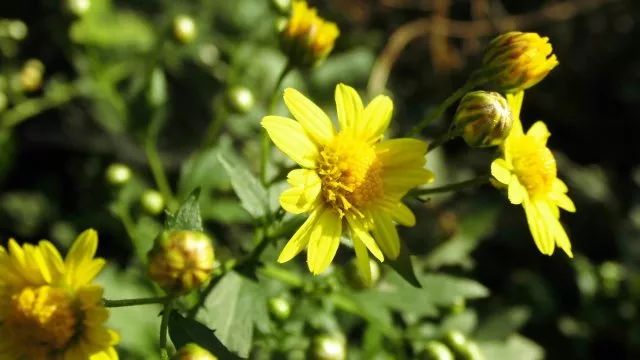 草木人间*我说的小*菊黄**,是好吃的菊花脑