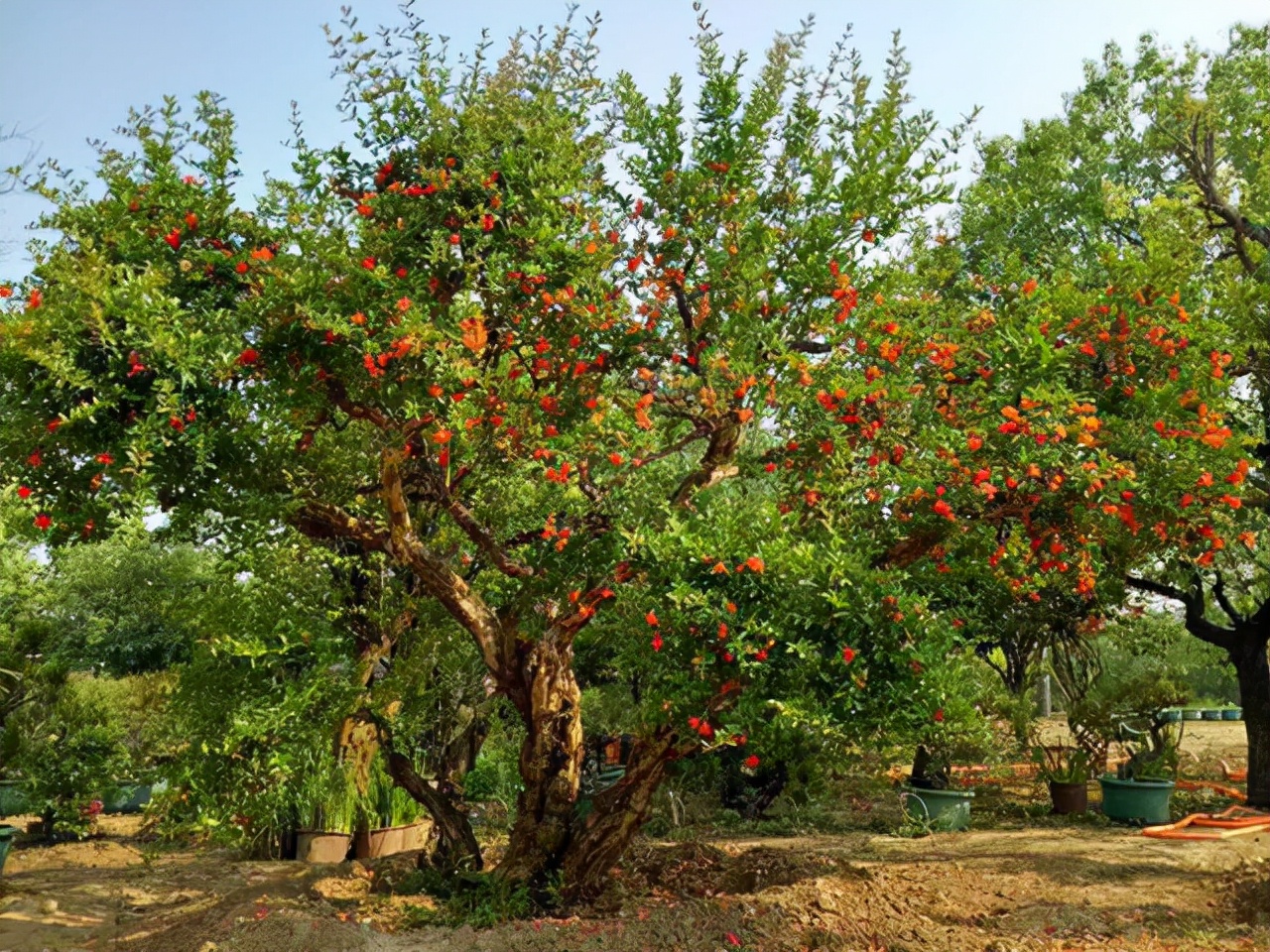 4种路边“高价树”，剪1段“枝条”插沙土里，30天白根冒、长势猛