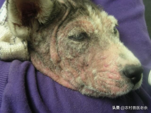 猫狗常见的疾病和原因,宠物皮肤病诊断