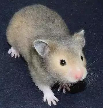 仓鼠种类短毛,仓鼠科普常见仓鼠种类