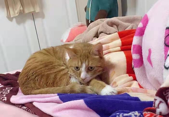 啥猫粮靠谱,什么猫粮最好良心猫粮排行榜