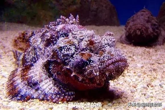 32种经典寿司做法视频,寿司常用的鱼