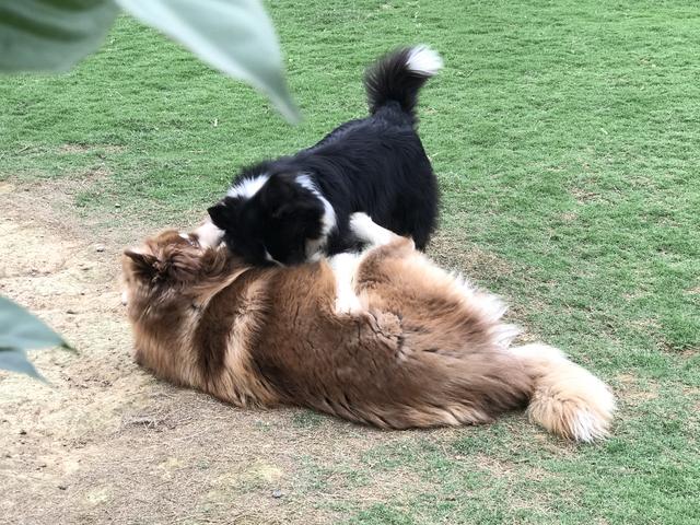 母狗发情期,狗主人记得要做好这3点,要不然哪天带球回家你别哭