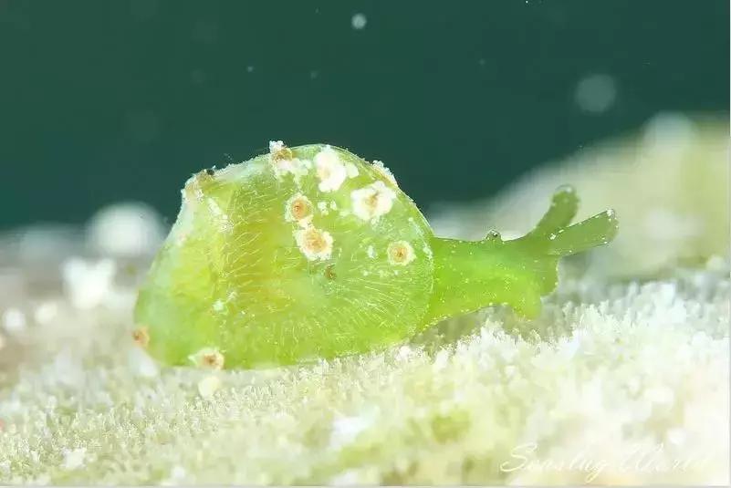 这只风靡网络的可爱“海中小白兔”，竟然颠覆了网友的三观