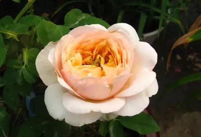 玫瑰花有哪些品种,玫瑰花有哪些品种大全