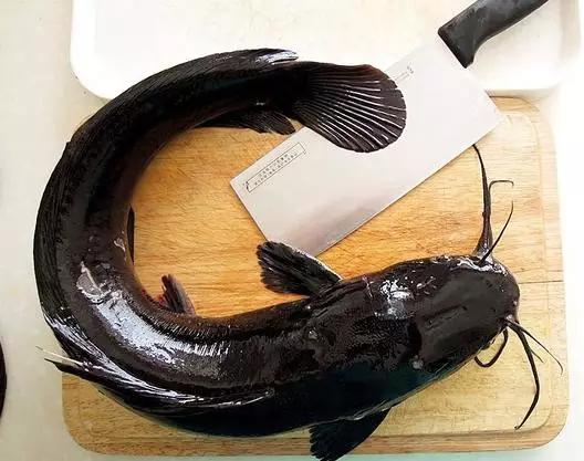 大蒜烧鲶鱼的家庭做法大全,大蒜烧鲶鱼怎么做好吃四川