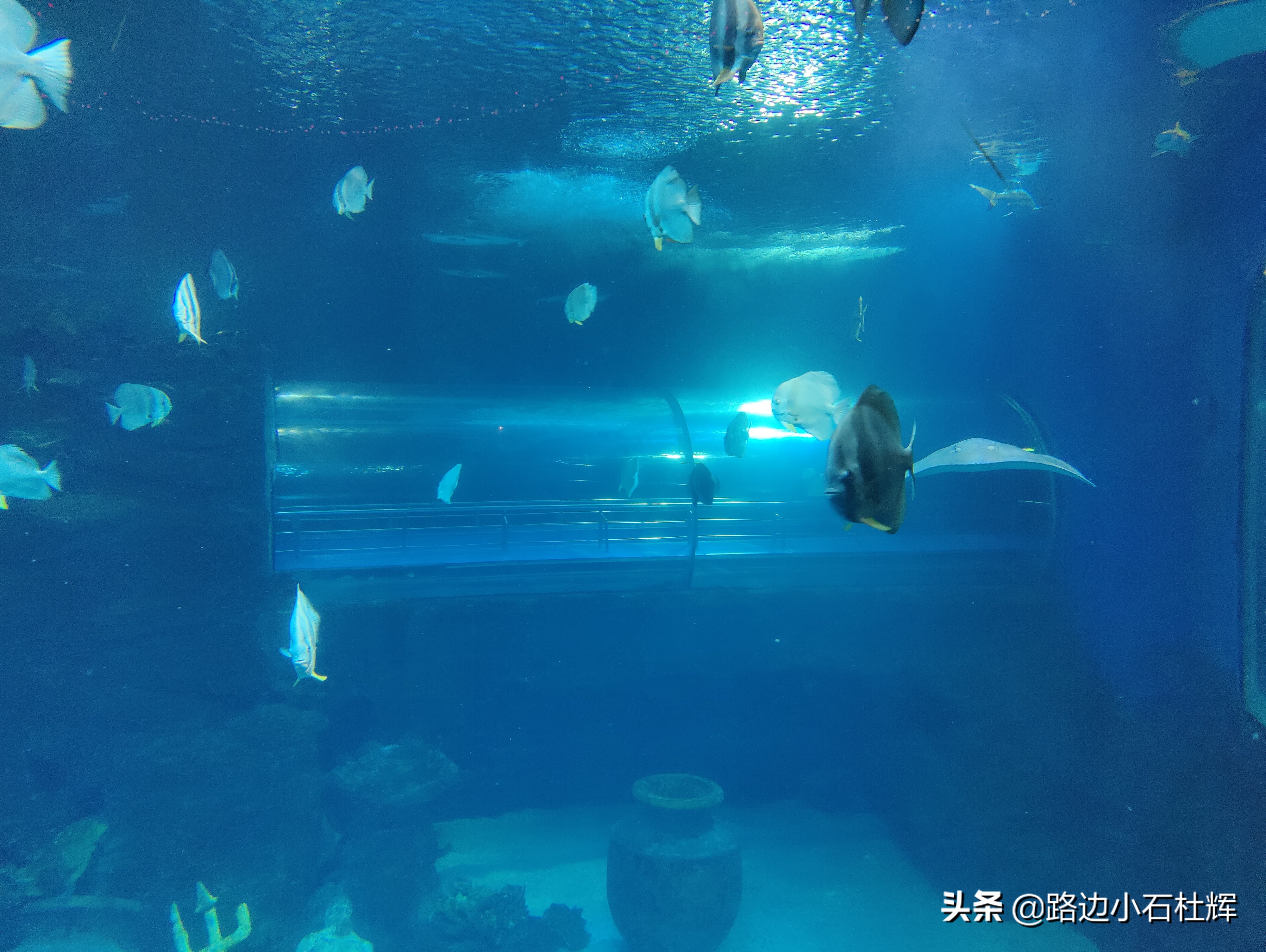 北京海洋馆海底世界和动物园攻略,游北京动物园海洋馆