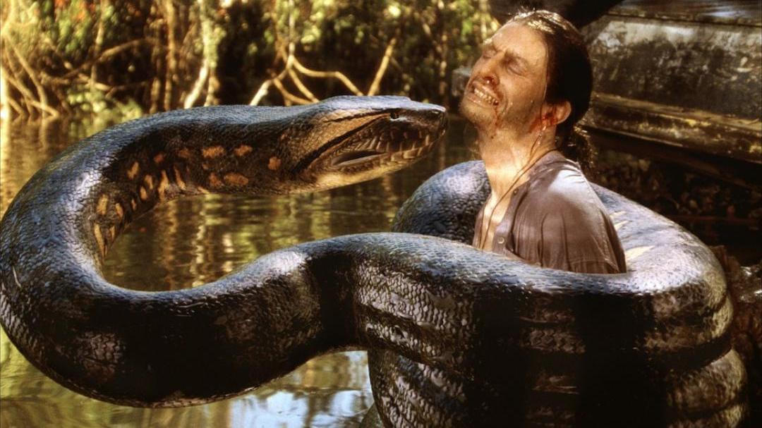 蟒蛇准备偷鸡吃被发现,巨大蟒蛇偷鸡被抓