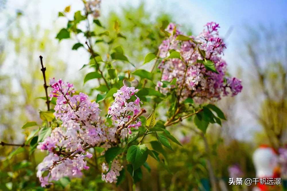 阳春四月迎来春,阳春四月槐花香