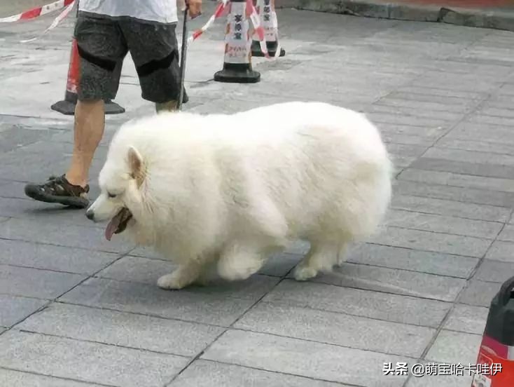 刚买回来的萨摩怎么养,养萨摩的10大禁忌