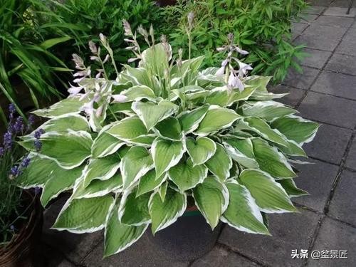 夏天不宜养的10种花,适合夏天养的4种花卉简单又漂亮