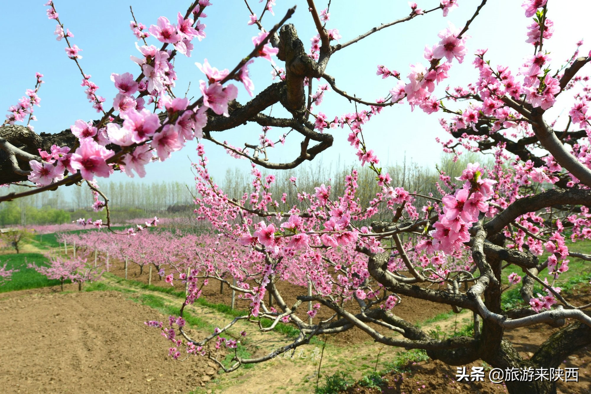 长安区王莽千亩桃园,西安王莽万亩桃花源