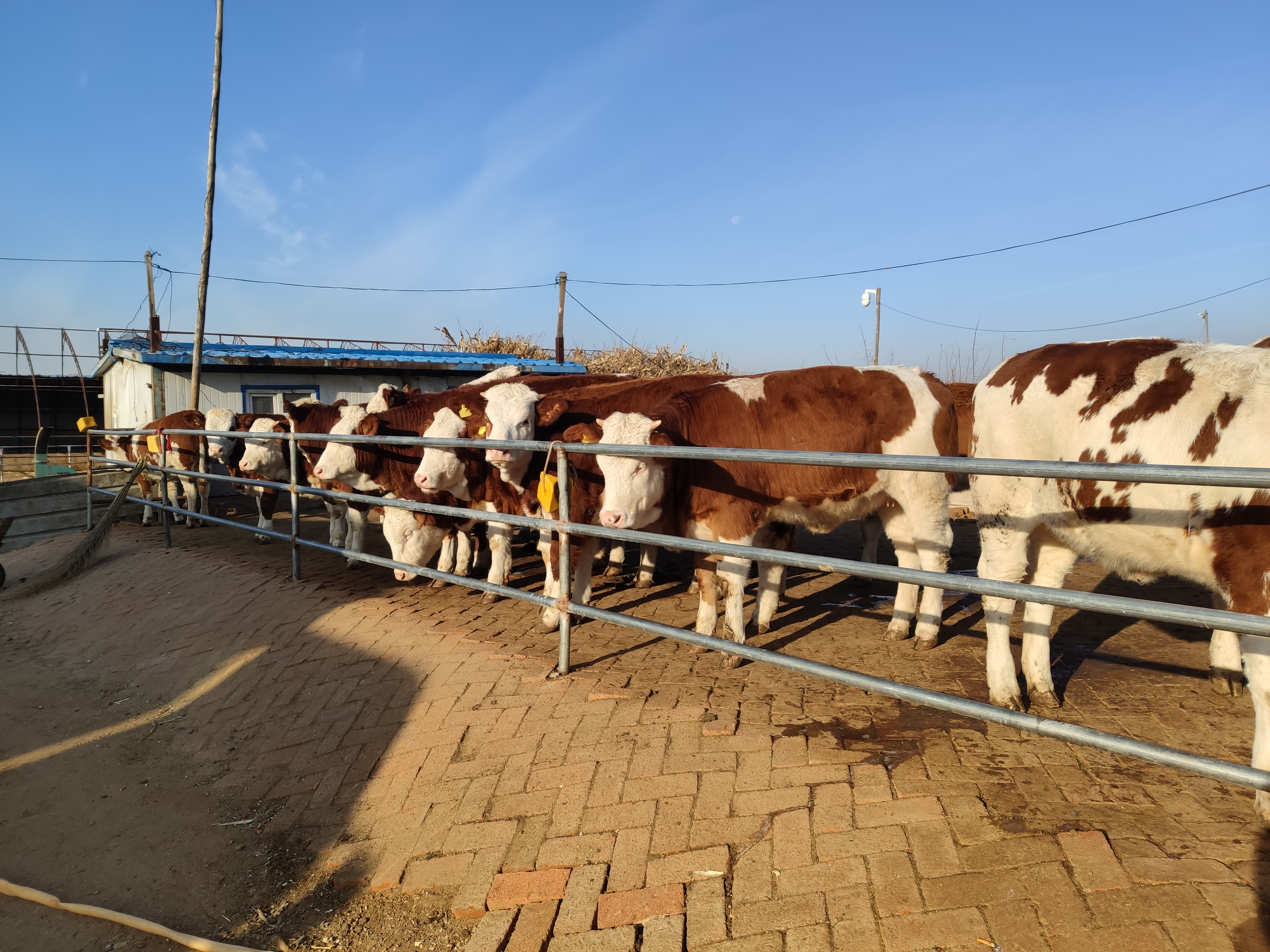 养殖母牛人工授精,繁育母牛拴养还是圈养