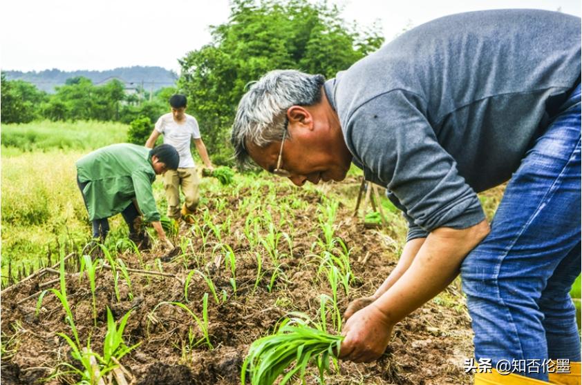 未来十年农业种植什么回报高,现在投资农业种植什么好