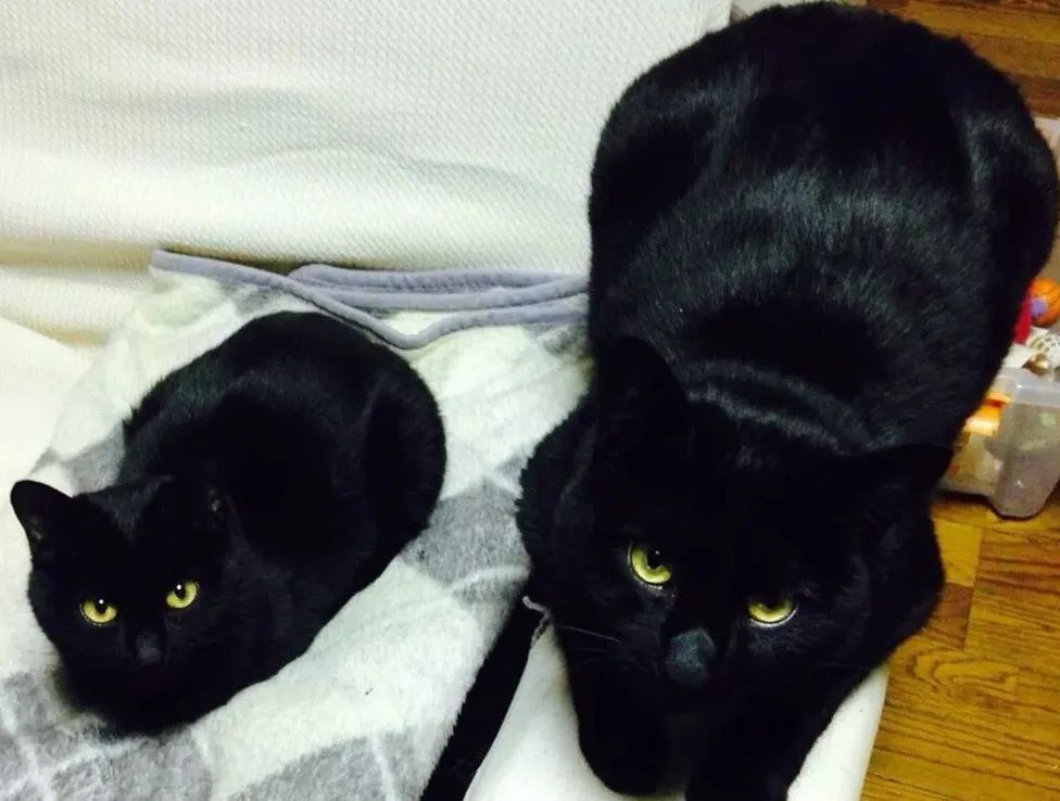 猫真的会把你当妈妈,猫把你当成妈妈是啥样子的