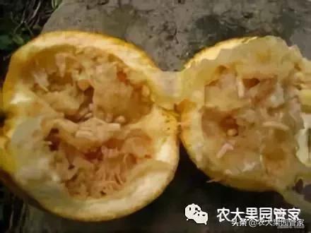 果实蝇危害柑橘的防治方法,果实蝇的危害到几月份