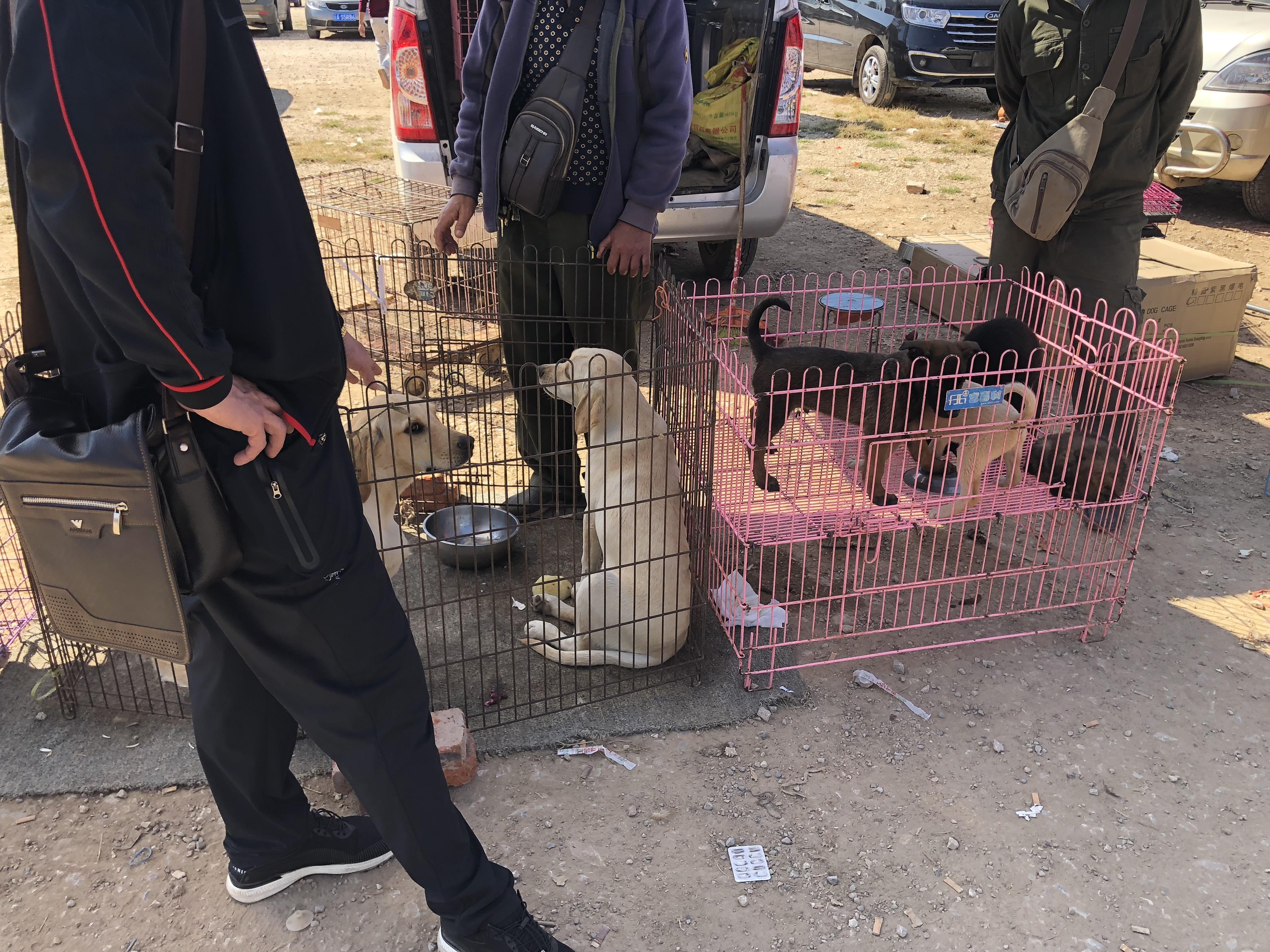 成年拉布拉多在市场能有多少钱,为什么拉布拉多价格不一样