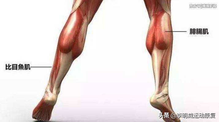 提踵怎么既练习弹跳又瘦小腿,如何瘦小腿的运动方法