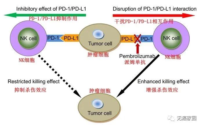 pd-1免疫治疗肺癌治疗率,免疫抗肿瘤新药pd1