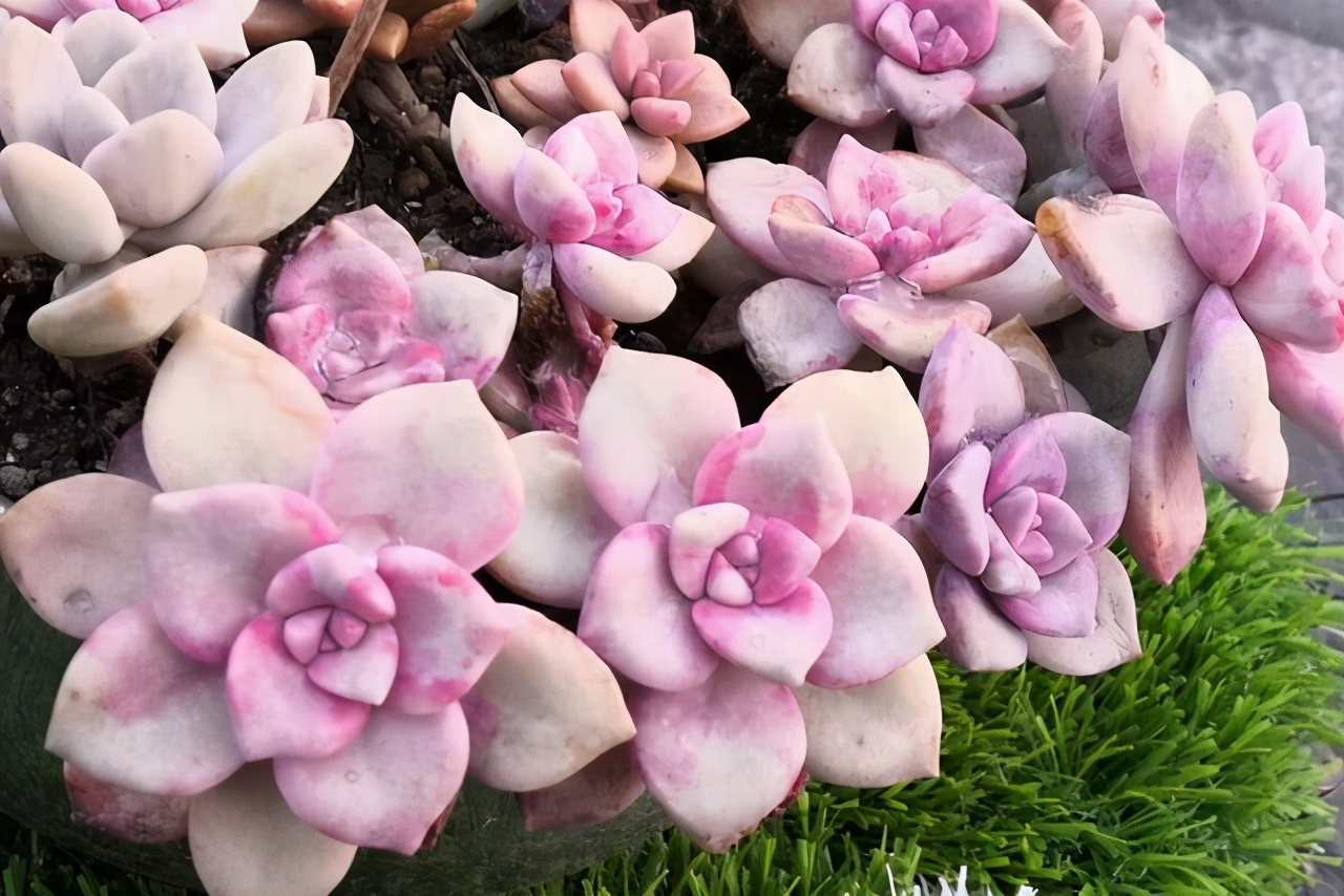 耐热多肉品种大全图片,夏季好养的多肉品种大全