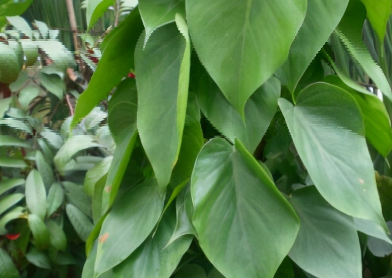 心叶藤和绿萝哪个耐阴,心叶藤和绿萝的区别图片对比