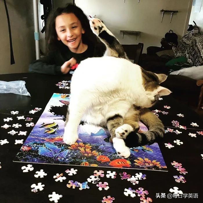如何和家猫互动,怎样和猫共同拼图