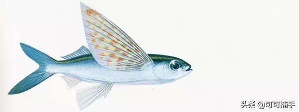 你不知道的海洋里面有什么,十种你没见过的海洋生物