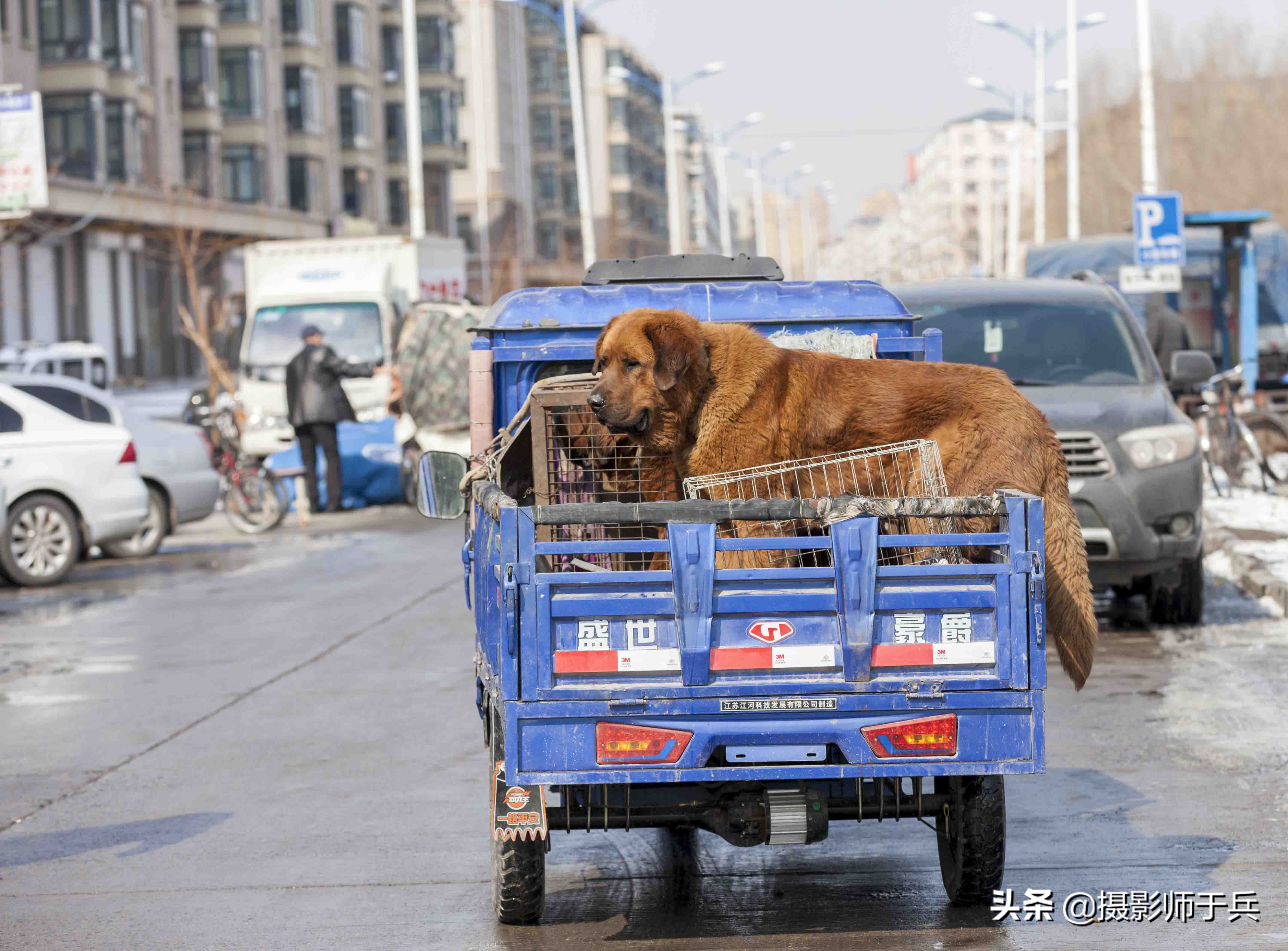 绥化安达狗市,黑龙江省绥化故事之一