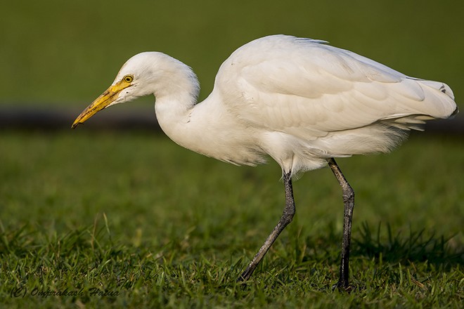 浣犵湡鐨勮璇嗘捣楦ュ悧,浣犵湡鐨勮璇嗚崰鑿滃悧