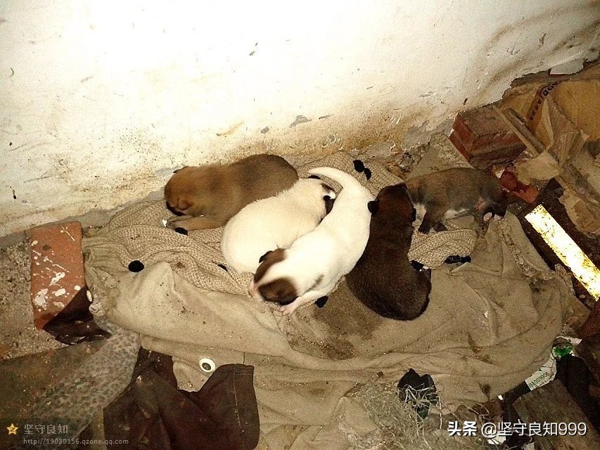 被遗弃的狗母子,被丢弃的母狗