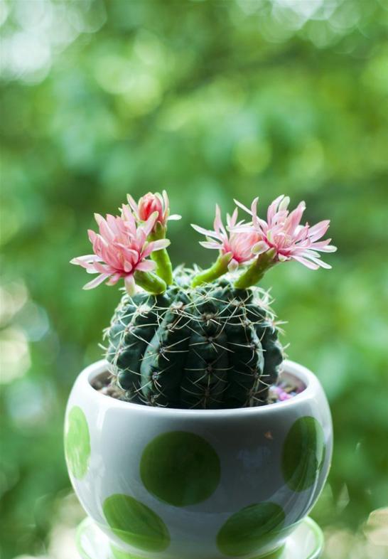 吸甲醛净化空气的绿植有哪些,可以吸甲醛净化空气的绿植