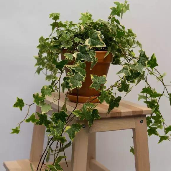 适合室内养的不见阳光的垂吊花,适合阳台种的垂吊花一年四季开花