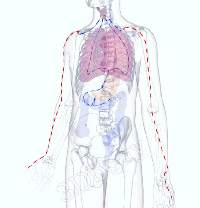 最新经络图精美3d动态循行图,经络3d动态循行图怎样制作