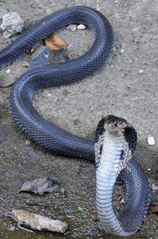 有毒蛇标志,有毒蛇的视频