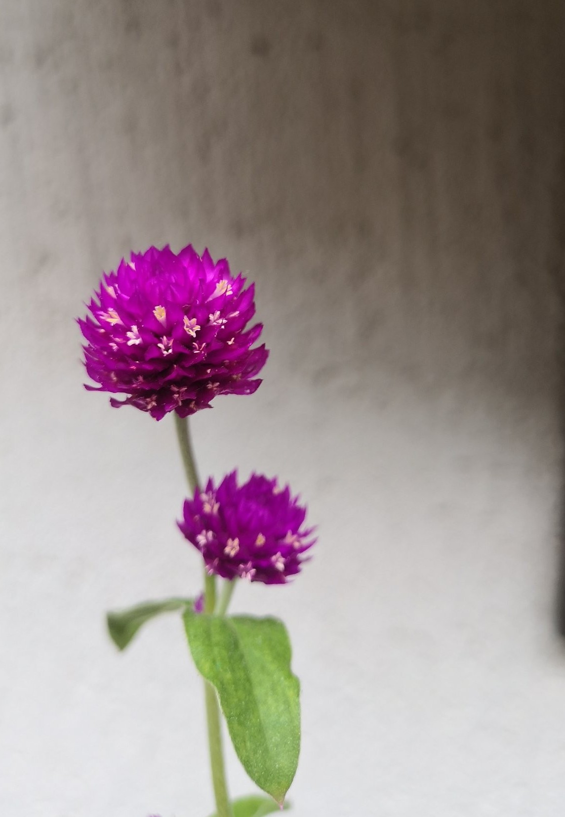 瀹忔潙闂叉儏闆呯瓚瀹㈡爤,瀹忔潙澶滈洦浜哄瀹㈡爤