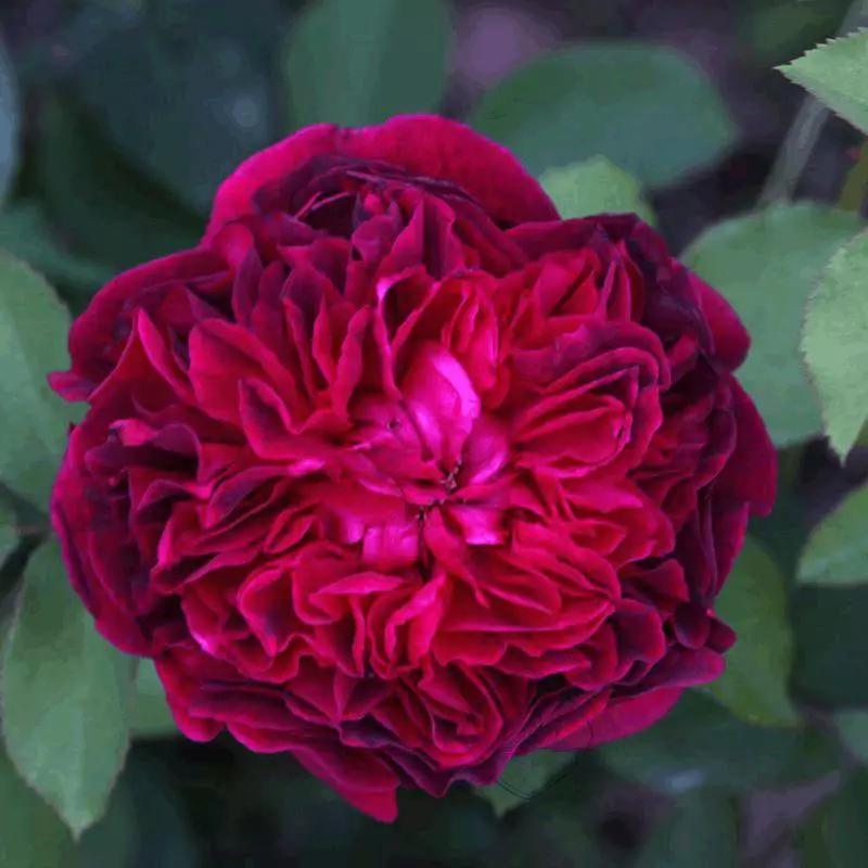 每天学习一点点花卉,100种常见玫瑰品种