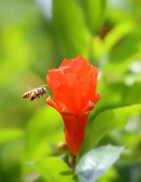 五月榴花照眼明是谁写的,五月榴花照眼明下一句