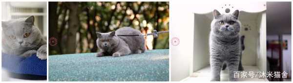 英短沐米猫怎么养,英短蓝剑猫咪怎样养