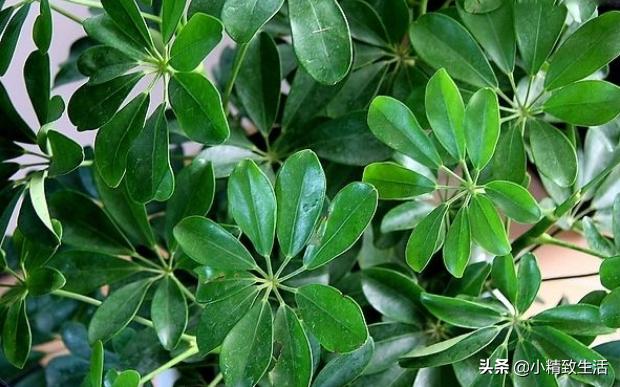 八方来财的养殖方法客厅能养不,八方来财怎么养才能枝繁叶茂