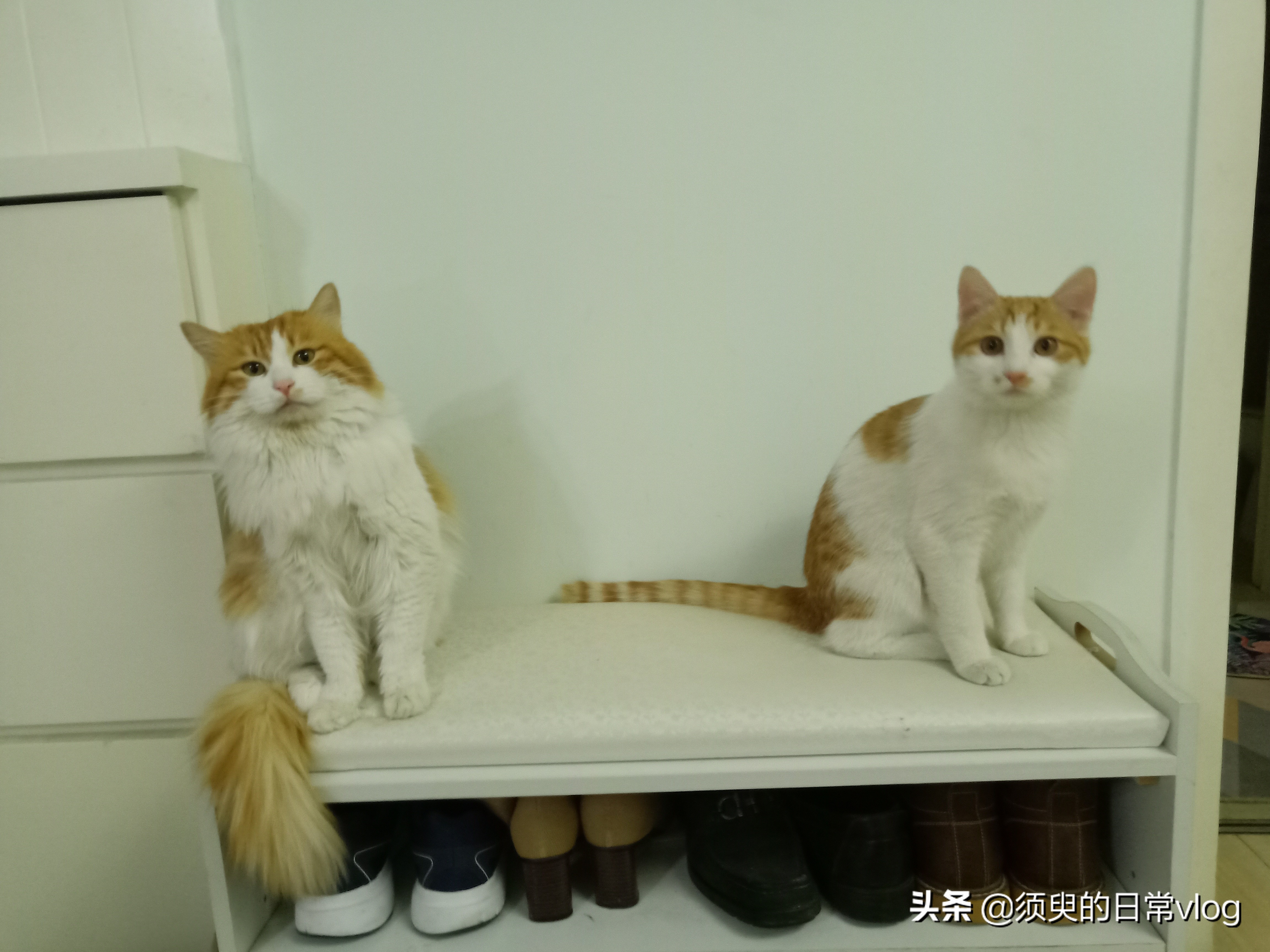 朋友的猫寄养在我家我的猫很凶,猫寄养在别人家有什么禁忌