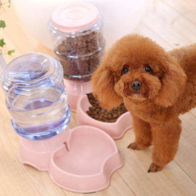 泰迪突然害怕喝水不敢喝是啥病,泰迪喝水的十大忌讳