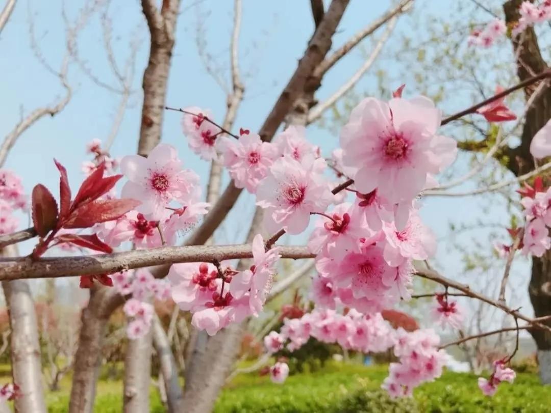 山东理工大学拍毕业照的地方,山东理工职业学院在飞机拍毕业照
