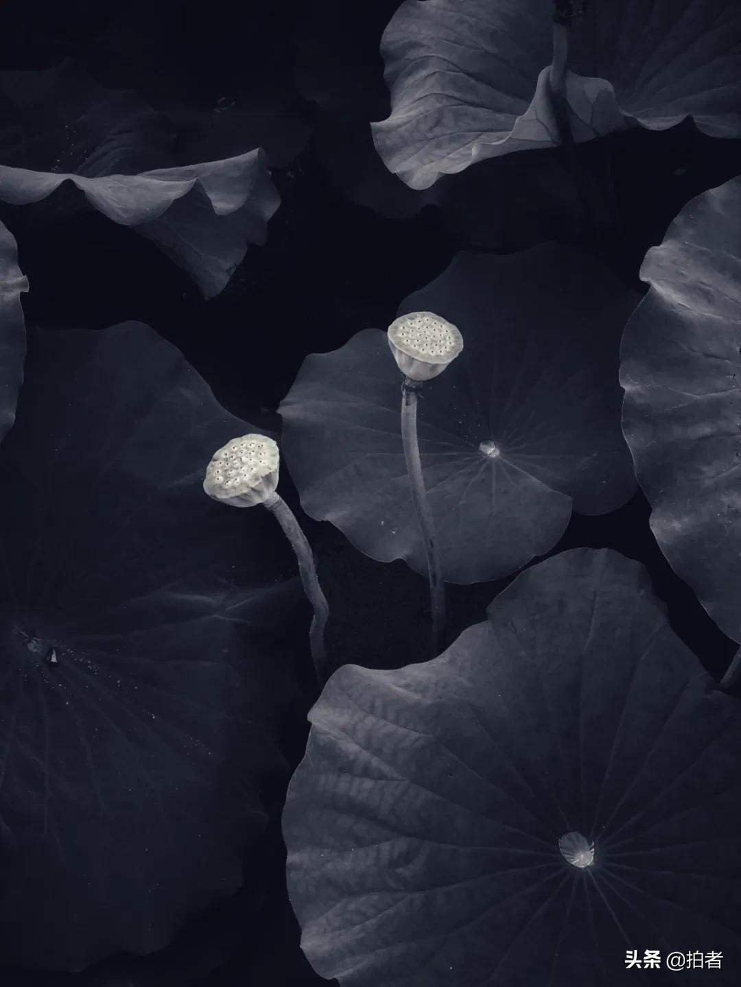 手机摄影天花板机型,手机摄影爱生活