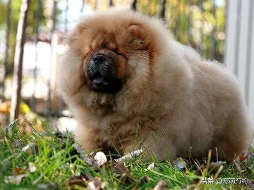 新手喂养松狮犬需要注意哪些问题,松狮犬好养吗如何饲养松狮犬