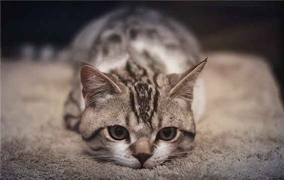 猫腹水和猫传腹还傻傻分不清楚 (腹水和猫传腹区别)