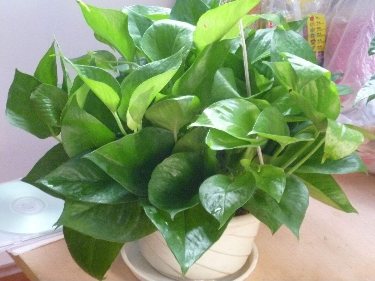 空气净化器适合放什么植物,房间空气净化用什么植物