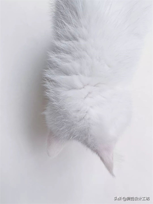 一张照片就能做出一幅海报,随手一拍怎么拍成大片