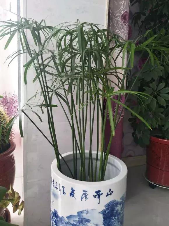 马蹄莲和铜钱草区别,半土半水铜钱草养护分享