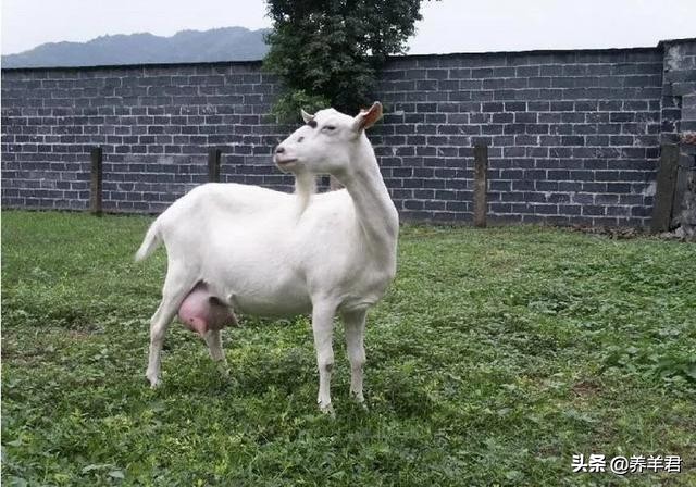 关于羊你了解多少,关于羊奶的知识