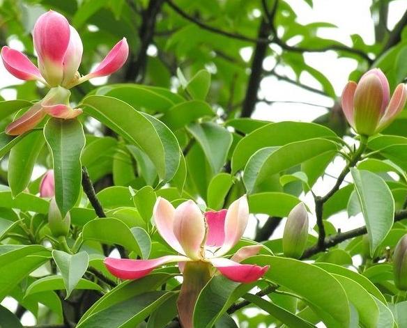 海藻面膜美白补水保湿,冬天怎么敷海藻面膜最有效